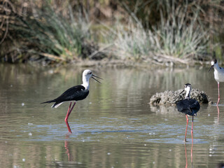 Black-winged Stilts, very long-legged wader in the Avocet and Stilt family Recurvirostridae e in a Swamp