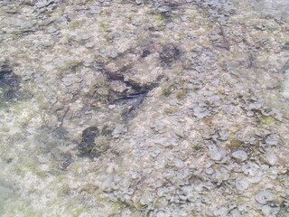 A detailed closeup view of a rock partially submerged in water