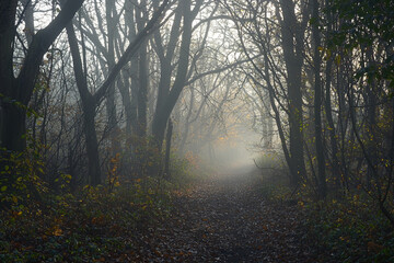 Obraz premium Fog descends upon a tranquil forest pathway