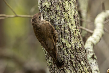 A Treecreeper bird searching for food 