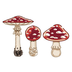 Collection of cartoon amanita mushrooms.