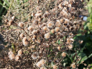 枯れた草花