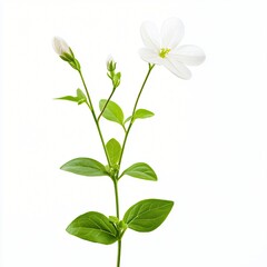 Fototapeta premium White Flower Blossom with Green Leaves on White Background