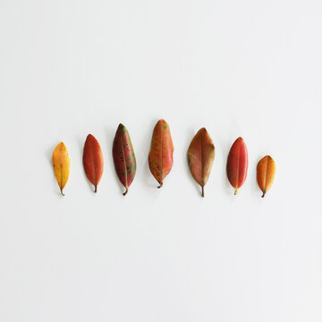 Close-up of a row of seven Autumn leaves on a white background 