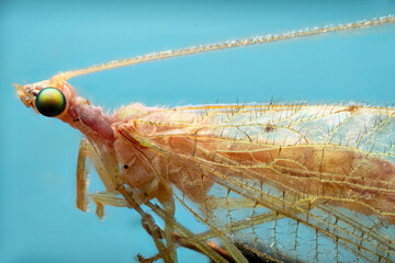 A macro photograph of a green lacewing with delicate, transparent wings and long antennae