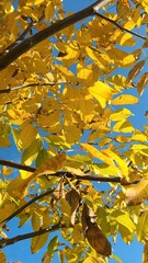 Autumn yellow leaves on sky. Walnut leaves.