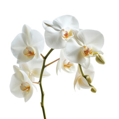 Stunning White Orchid Blooms with Delicate Petals Captured in High-Definition Detail