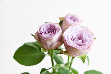 Naklejka premium 紫色の薔薇