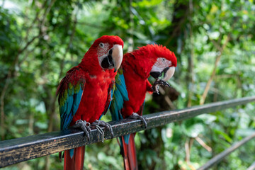 A Colorful Pair of Stunning Macaws Seated Among the Lush Greenery of Their Habitat