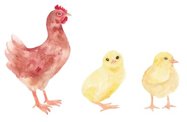 Mom is a chicken with chickens. Watercolor illustration on a white background