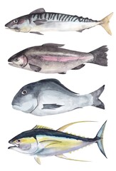 A set of watercolor illustrations of fish: mackerel, tuna, dorado, trout