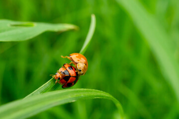 ladybug on green leaf