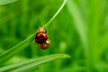 Fototapeta premium ladybug on green leaf