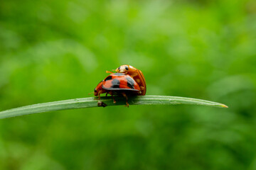 Fototapeta premium ladybug on green leaf
