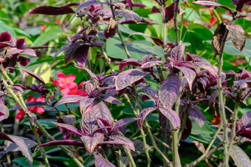 Persian Shield or Strobilanthes dyerianus