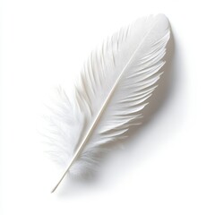 Obraz premium A delicate white feather lying gracefully on a smooth surface, symbolizing lightness and purity, perfect for artistic or nature projects.