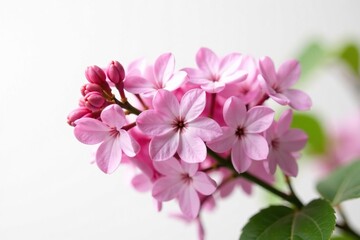 Fototapeta premium Delicate pink lilac blooms against white background, petals, pink lilacs