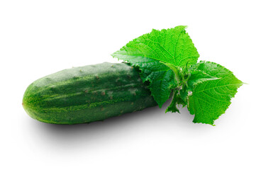 Fresh green cucumbers with leaves