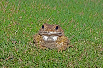 Front view of a brown cane toad sitting on green grass with bright, alert eyes under daylight