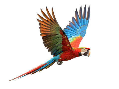Parrot flying in air isolated on transparent background