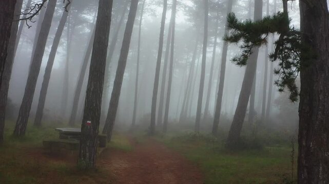 Aqu&iacute; tienes el texto corregido:  
Foggy, misty morning in the forest.

