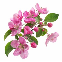 Beautiful blooming apple tree branch with pink flowers isolated on white background