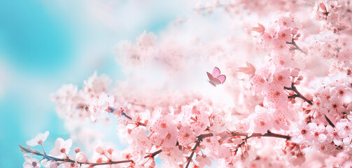 Branches of blossoming cherry against background of blue sky and fluttering butterflies in spring...