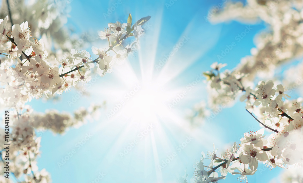 Poster beautiful blooming spring blurred nature background. branches of blossoming tree with soft focus on 
