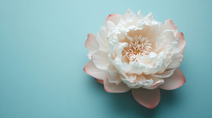 Close up of a White Lotus Flower