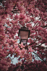 Lampadaire entourée de magnolias roses en pleine floraison