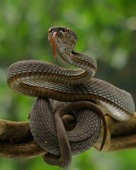 Black mangrove pit Viper closeup on branch, Black solid Pit Viper Closeup on branch, Mangrove Pit Viper (Trimeresurus purpureomaculatus), 18 December 2024 Indonesia