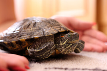 People care for and play with a pet red-eared turtle.