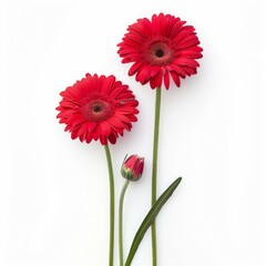 Two red gerbera flowers standing tall on a white background, with a third flower still in bud