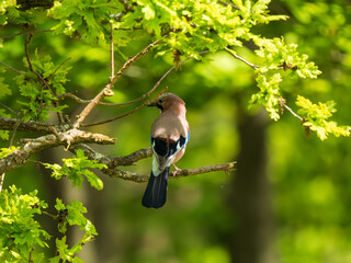 Jay Perched on a Branch