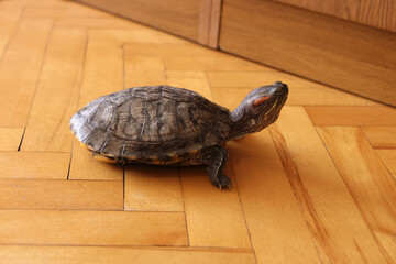 People care for and play with a pet red-eared turtle.