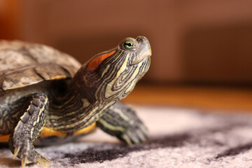 People care for and play with a pet red-eared turtle.