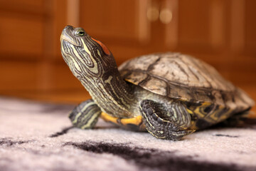 People care for and play with a pet red-eared turtle.