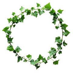 Fototapeta premium Green Ivy Vine Growing in a Circular Pattern for Natural Décor on Transparent Background