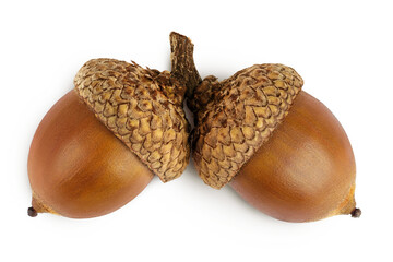 Brown acorn oak nut isolated on white background. Top view. Flat lay