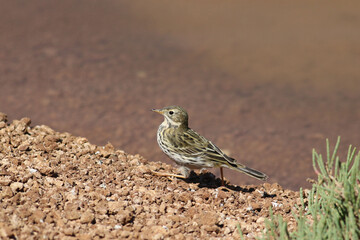 Meadow Pipit