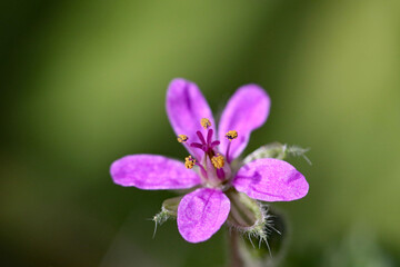 Flower closeup