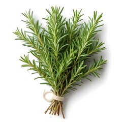 Fototapeta premium A cluster of fragrant rosemary sprigs with needle-like leaves