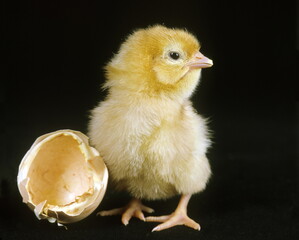 Eclosion de poussin de poule © Labat-Rouquette