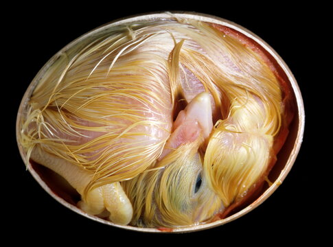 Embryon de poule de 20 jours