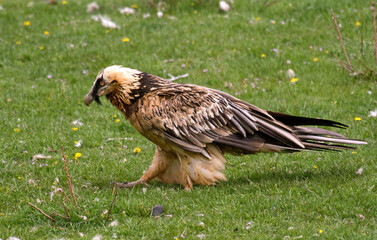 Gypaète barbu, .Gypaetus barbatus, Bearded Vulture, Pyrénées