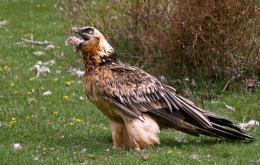 Gypaète barbu, .Gypaetus barbatus, Bearded Vulture, Pyrénées