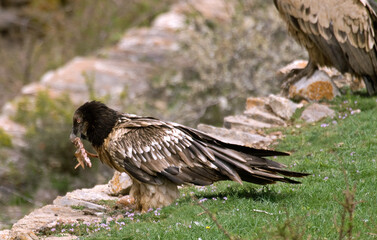 Gypaète barbu, .Gypaetus barbatus, Bearded Vulture, Pyrénées