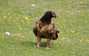 Gypaète barbu, .Gypaetus barbatus, Bearded Vulture, Pyrénées