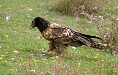 Gypaète barbu, .Gypaetus barbatus, Bearded Vulture, Pyrénées