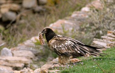 Gypaète barbu, .Gypaetus barbatus, Bearded Vulture, Pyrénées